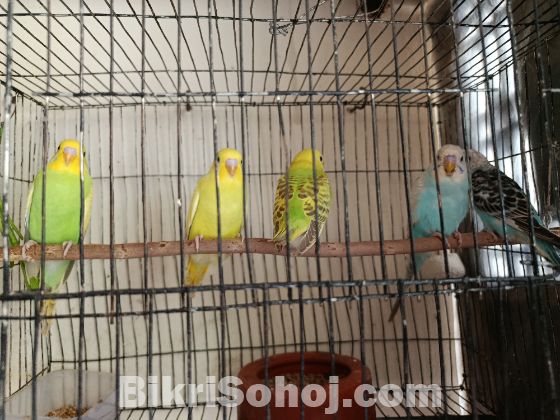 বাজিগার বেবি